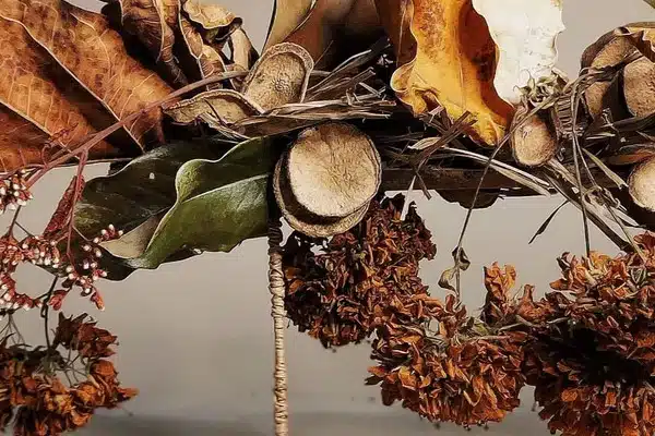 desidratar plantas e flores